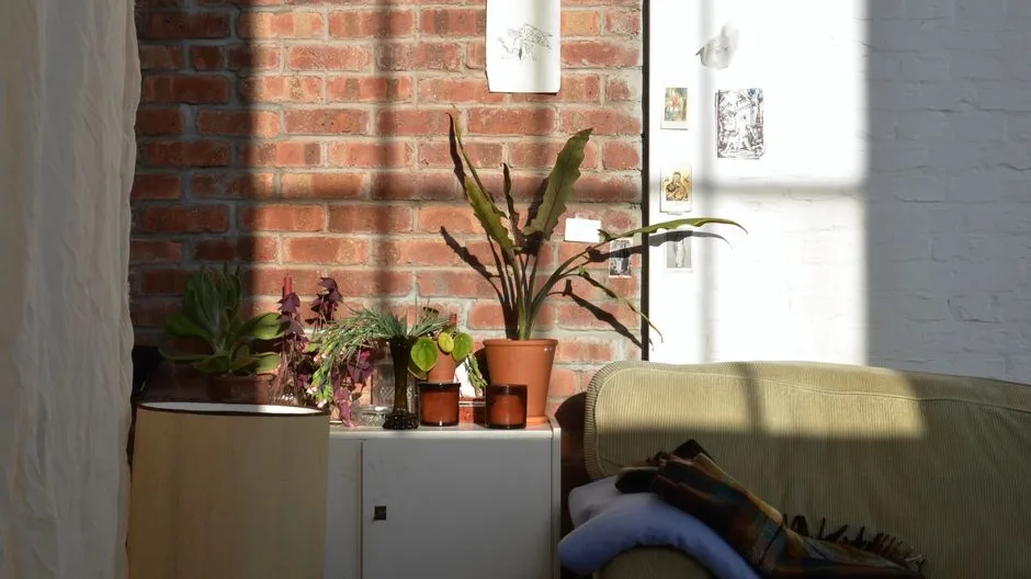 Séjour terminé, canapé et plantes en lumière naturelle