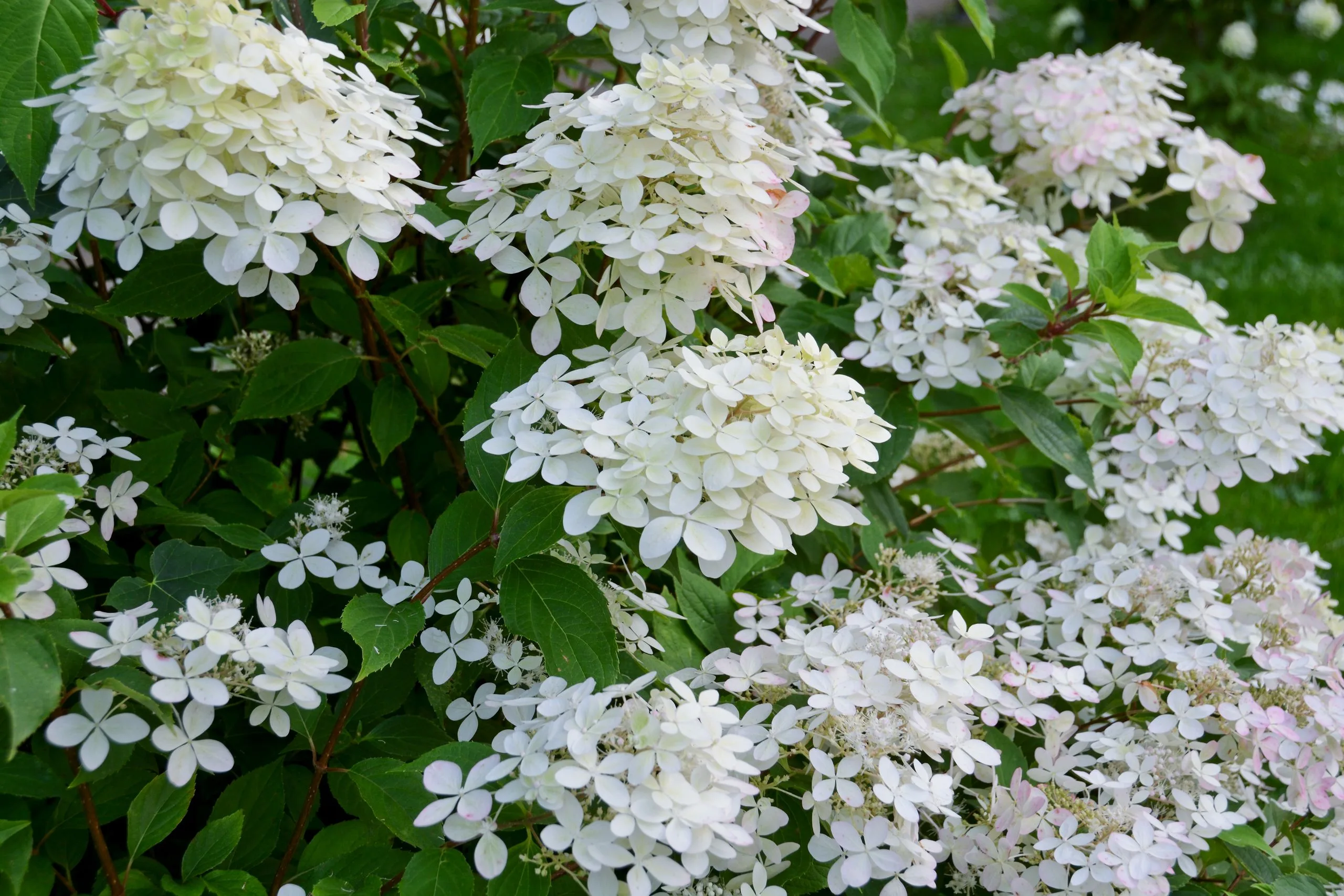 Grandes panicules coniques blanches puis rosées d'un hydrangea paniculata en fleurs dans un jardin d'été