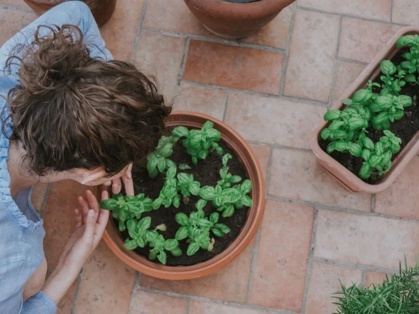 Balcon garni de pots de plantes aromatiques